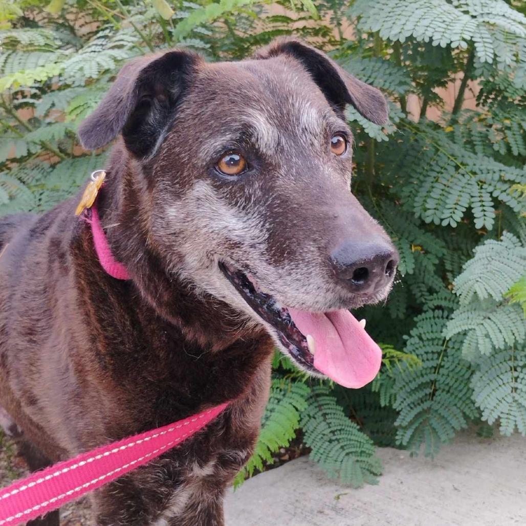 Blackey VI, Senior Male Black Labrador Retriever