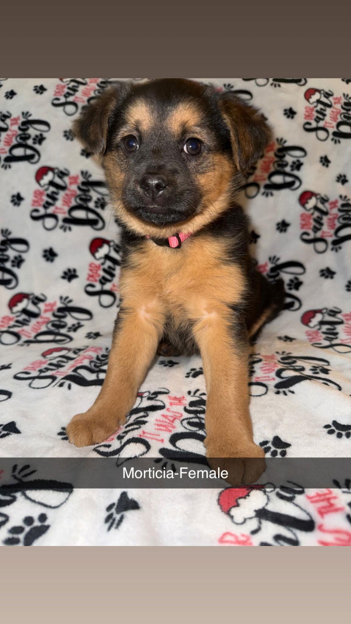 Morticia, Adoptable, Puppy Female Shepherd & Australian Shepherd.