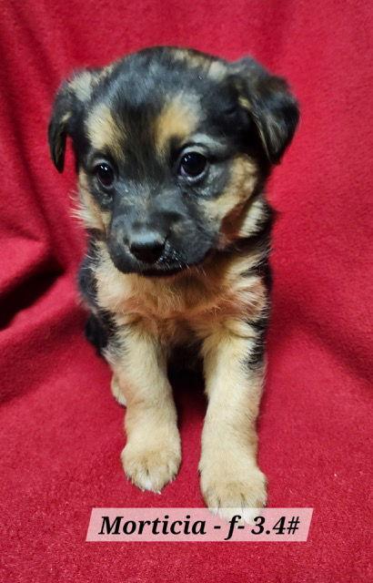 Enlarge Morticia, a Adoptable mixed breed in Hillside, IL image 2/2