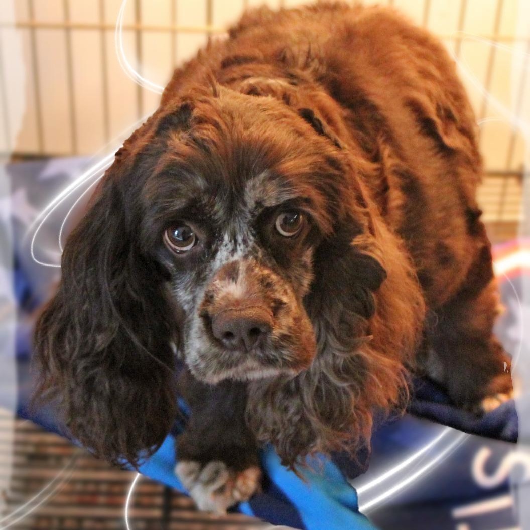 Enlarge Indi, an adoptable Cocker Spaniel in Amelia, OH image 2/2