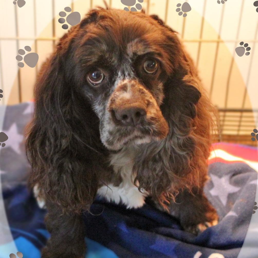 Indi, adoptable, Young Female Cocker Spaniel.