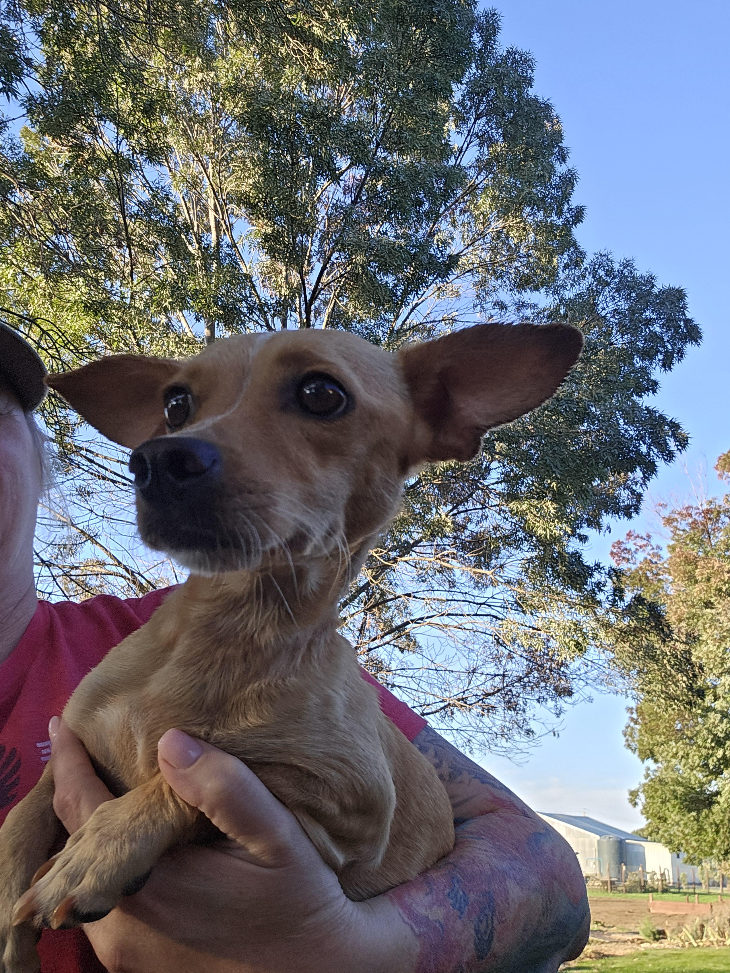 Enlarge Stella, a Adoption Pending mixed breed in Discovery Bay, CA image 1/6