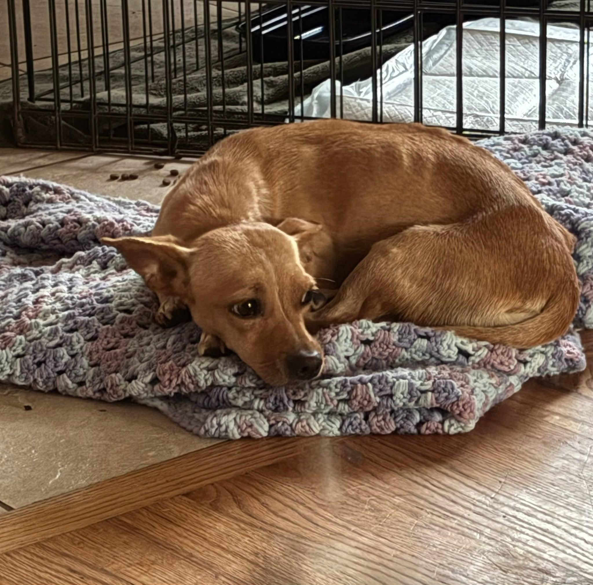 Enlarge Stella, a Adoption Pending mixed breed in Discovery Bay, CA image 2/6