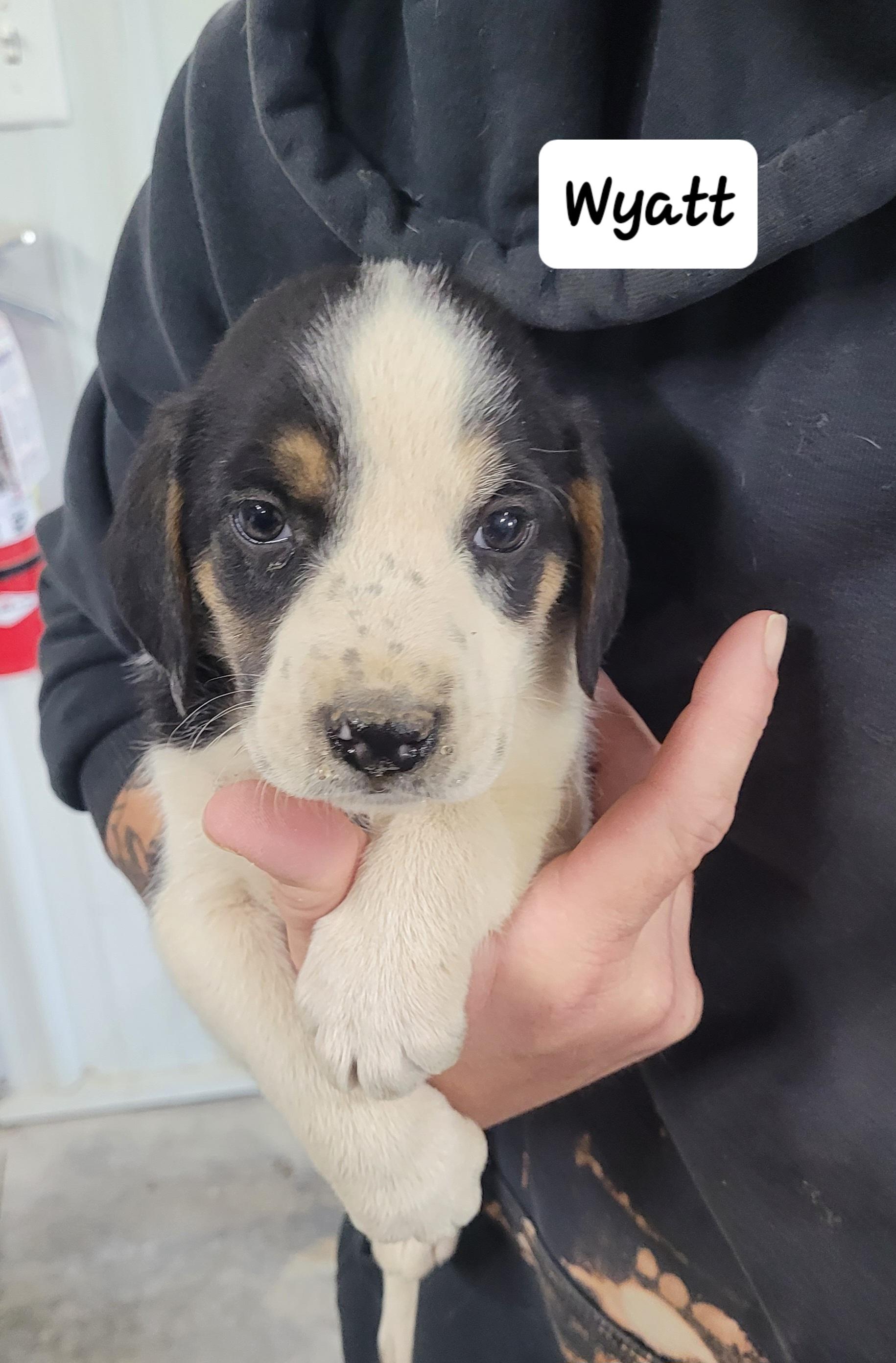 Enlarge Wyatt, a Adoptable Mixed Breed in Urbana, OH image 1/1