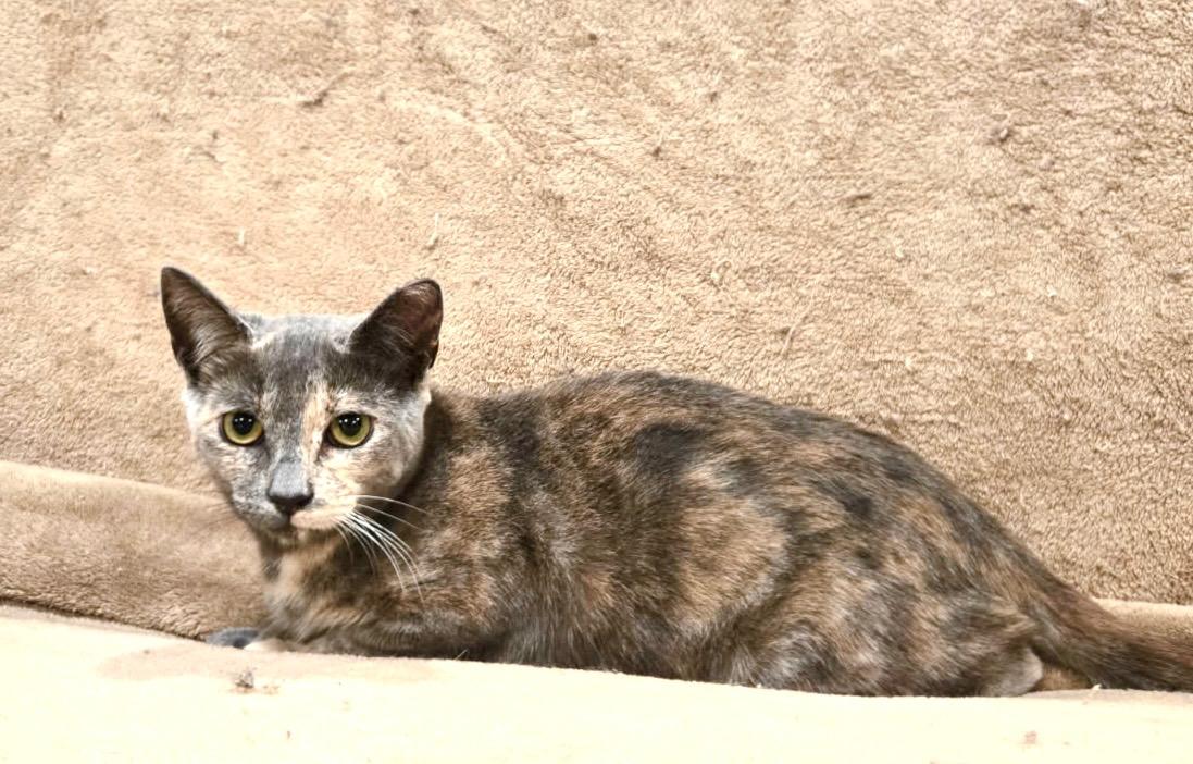 Enlarge Lila, a Adoptable Domestic Short Hair in North Babylon, NY image 1/3