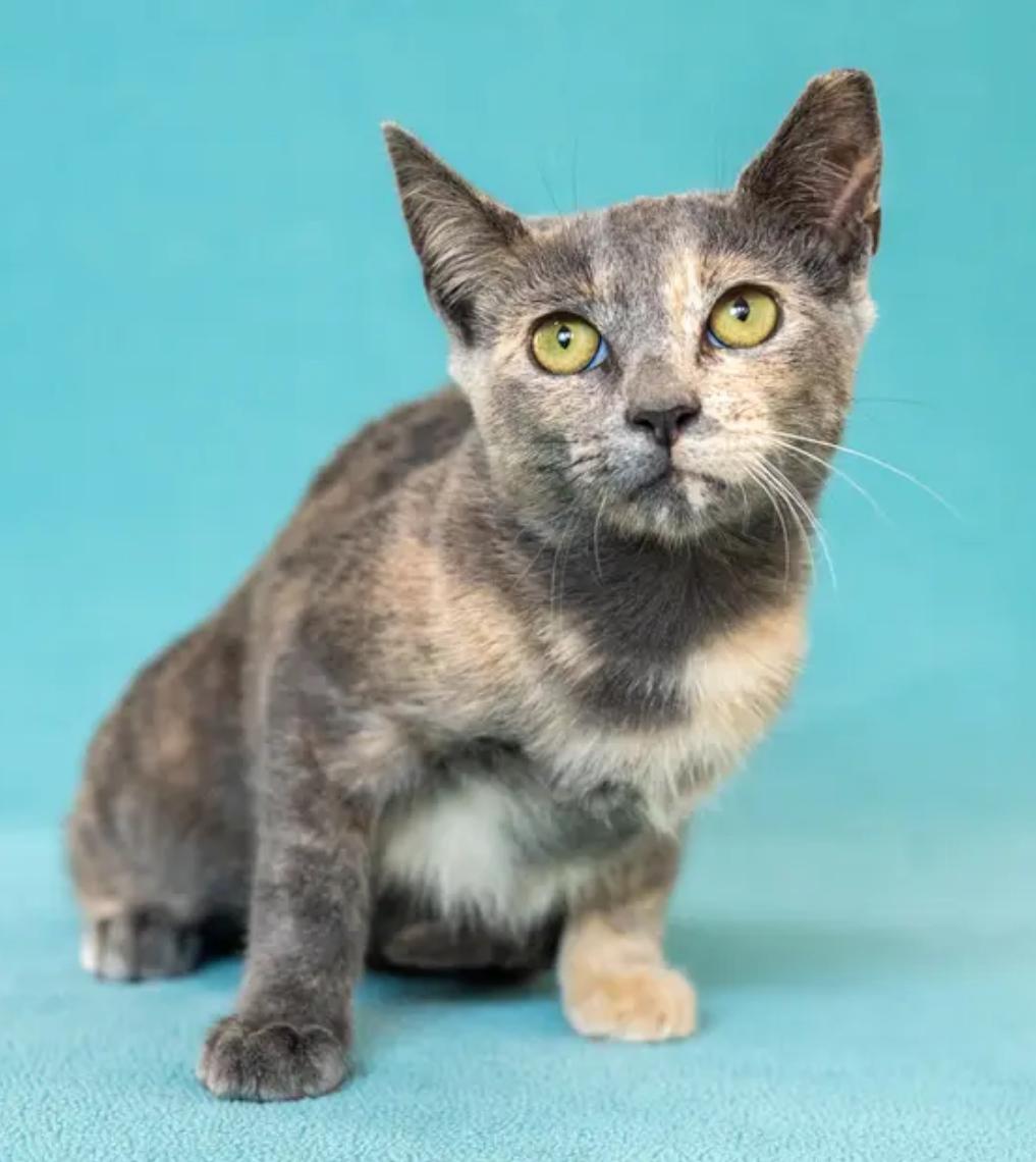 Enlarge Lila, a Adoptable Domestic Short Hair in North Babylon, NY image 2/3