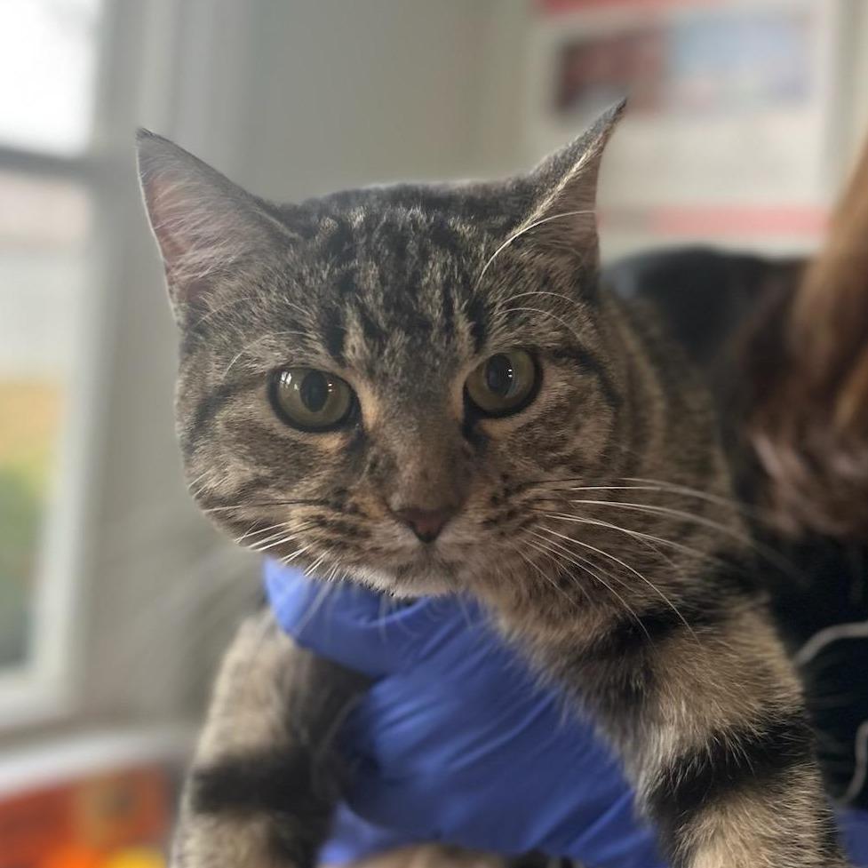 Ally, Adoptable, Adult Female Domestic Short Hair.