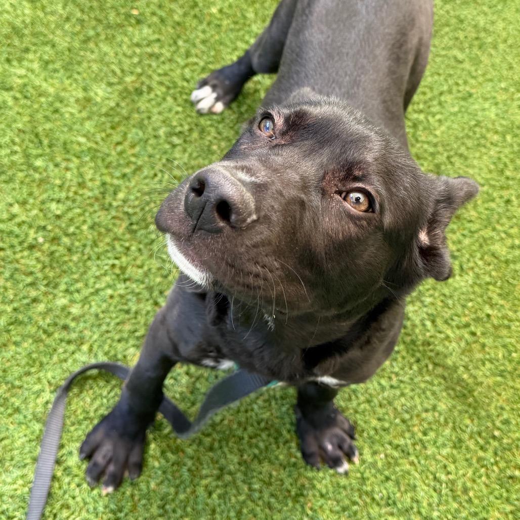 Paddington, Adoptable, Puppy Male Mixed Breed.