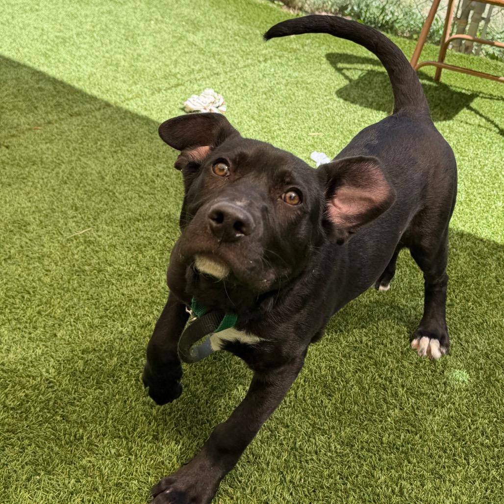 Paddington, a Adoptable Mixed Breed in Durango, CO image 3/5