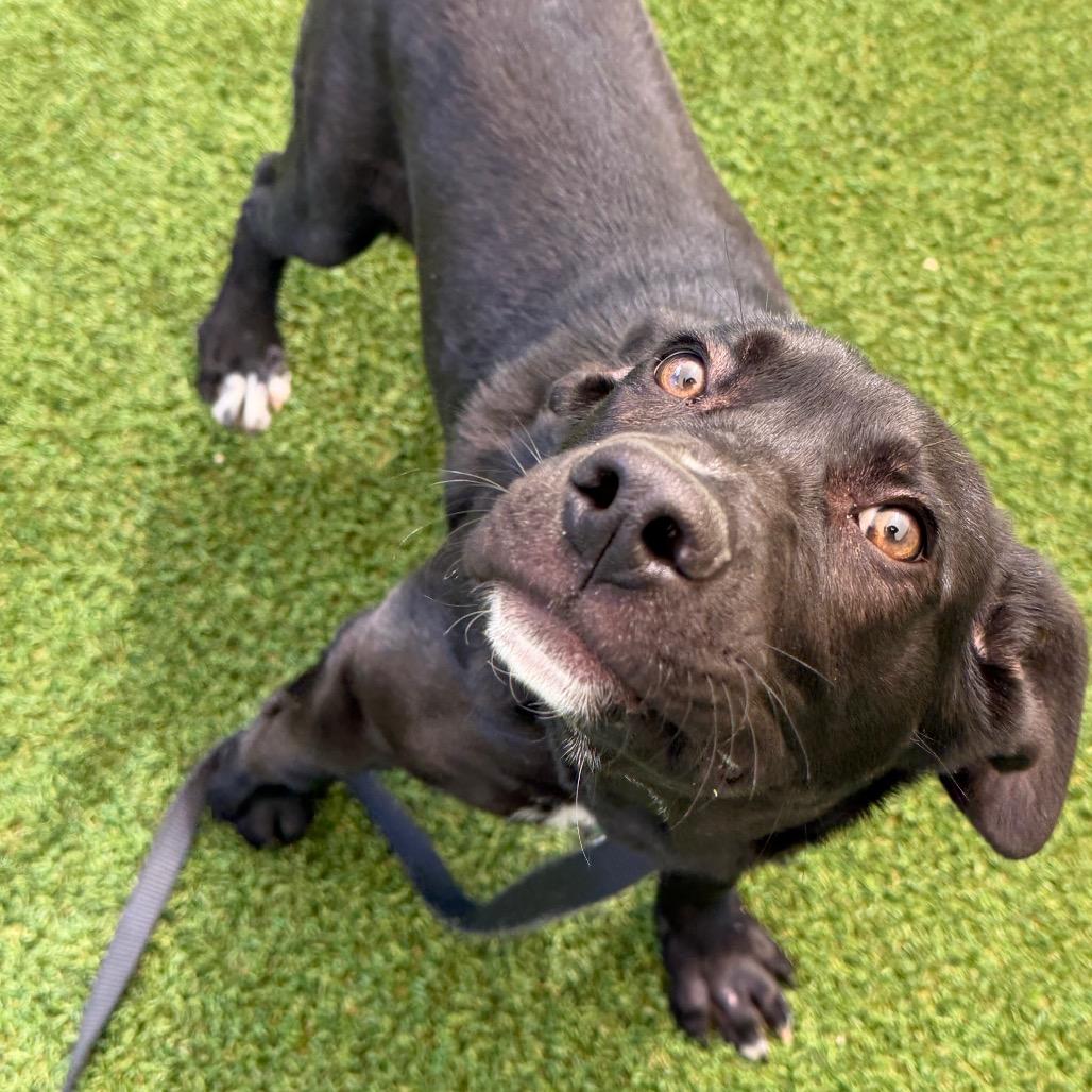 Paddington, a Adoptable Mixed Breed in Durango, CO image 4/5