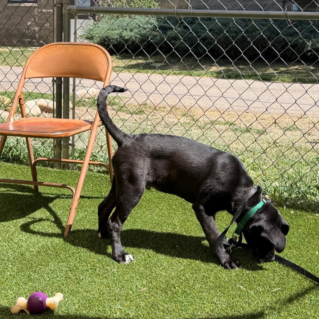 Paddington, a Adoptable Mixed Breed in Durango, CO image 5/5