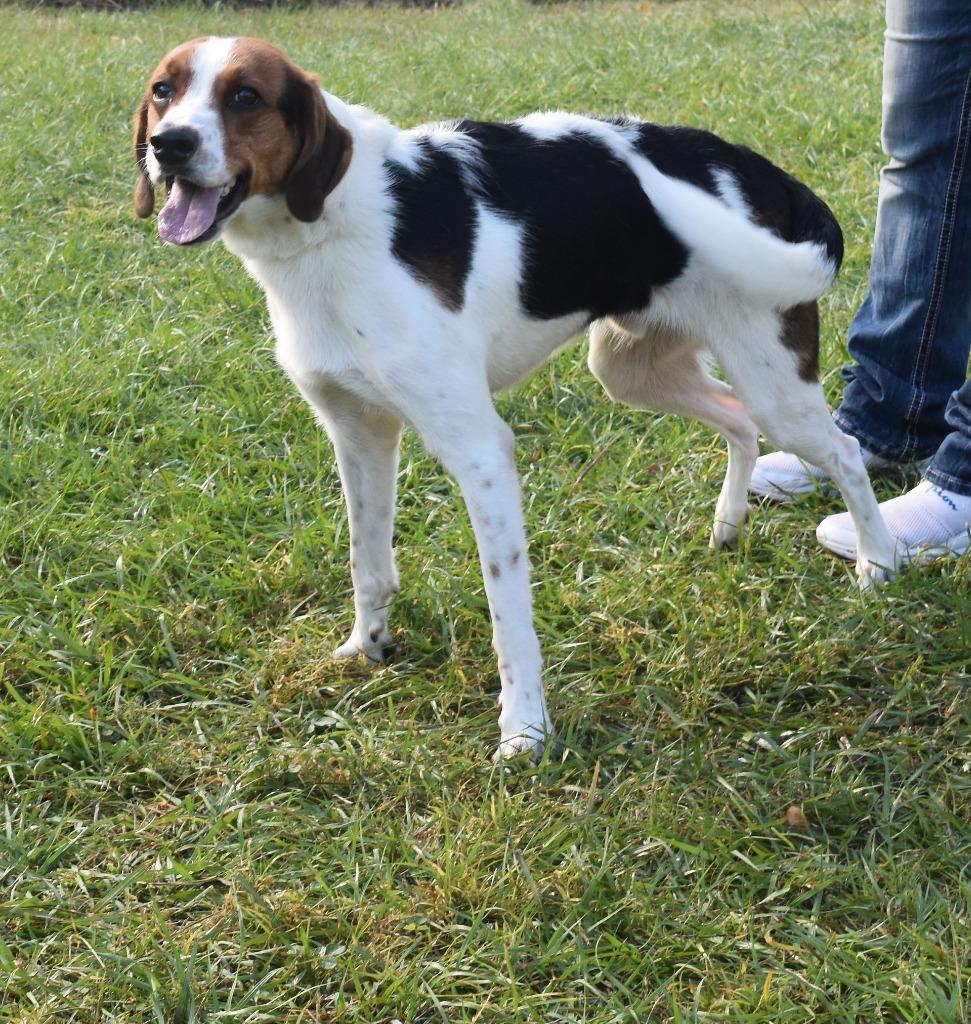 Pretzel, Adoptable, Young Male Treeing Walker Coonhound & Mixed Breed.