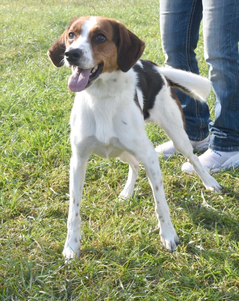 Enlarge Pretzel, a Adoptable mixed breed in Kingsland, GA image 2/3