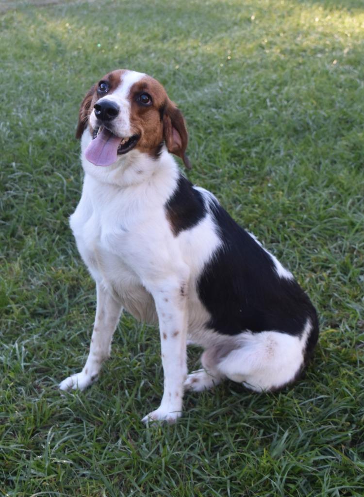 Enlarge Pretzel, a Adoptable mixed breed in Kingsland, GA image 3/3
