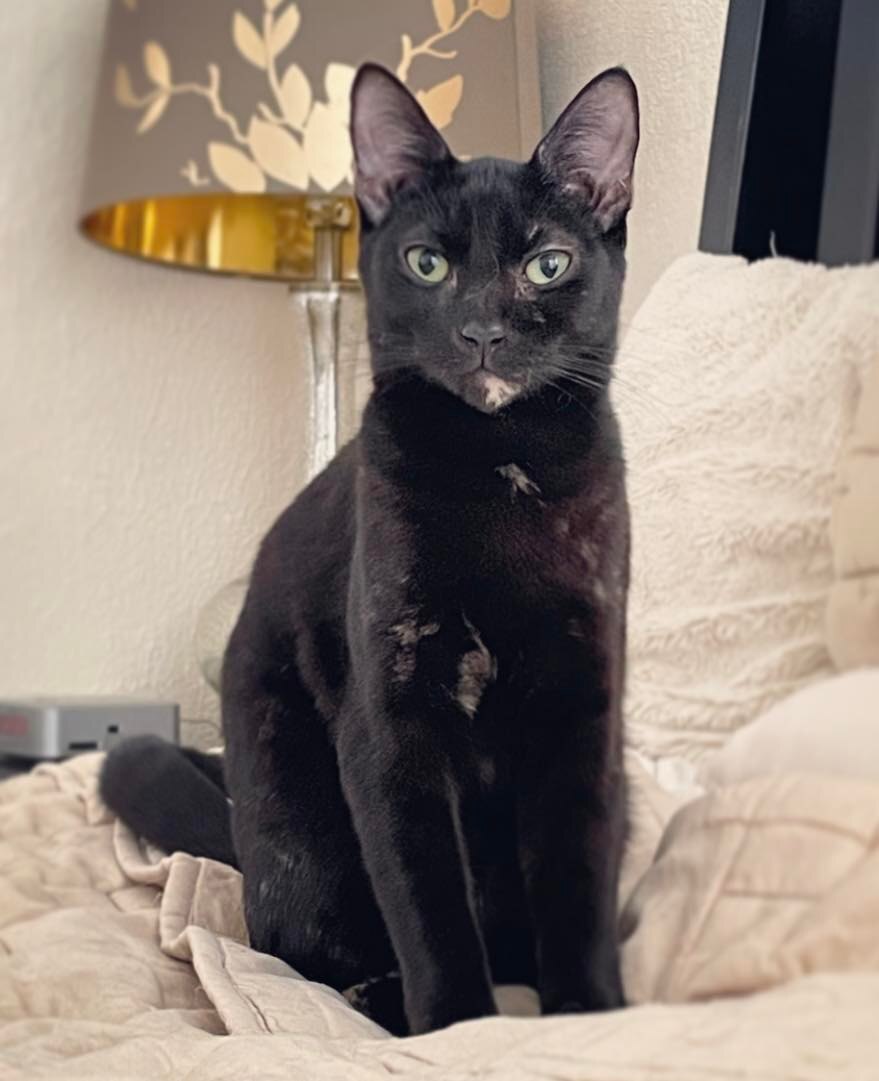 Enlarge Firefly, a Adoptable Domestic Short Hair in Orlando, FL image 1/12