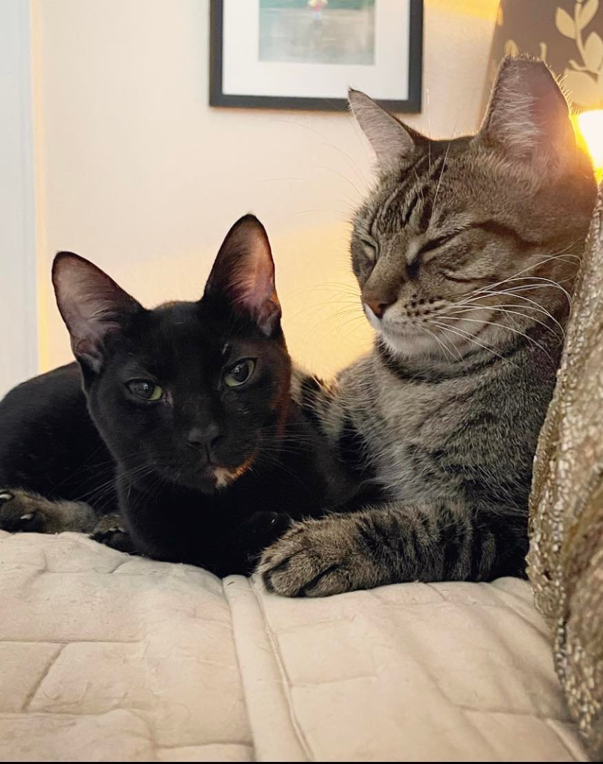 Enlarge Firefly, a Adoptable Domestic Short Hair in Orlando, FL image 2/12