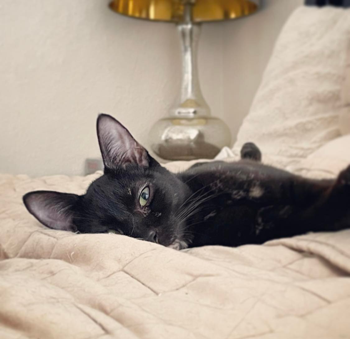 Enlarge Firefly, a Adoptable Domestic Short Hair in Orlando, FL image 3/12