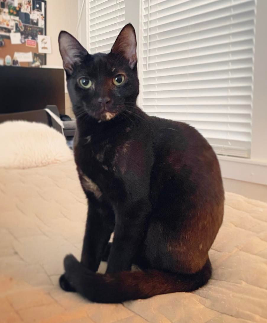 Enlarge Firefly, a Adoptable Domestic Short Hair in Orlando, FL image 4/12