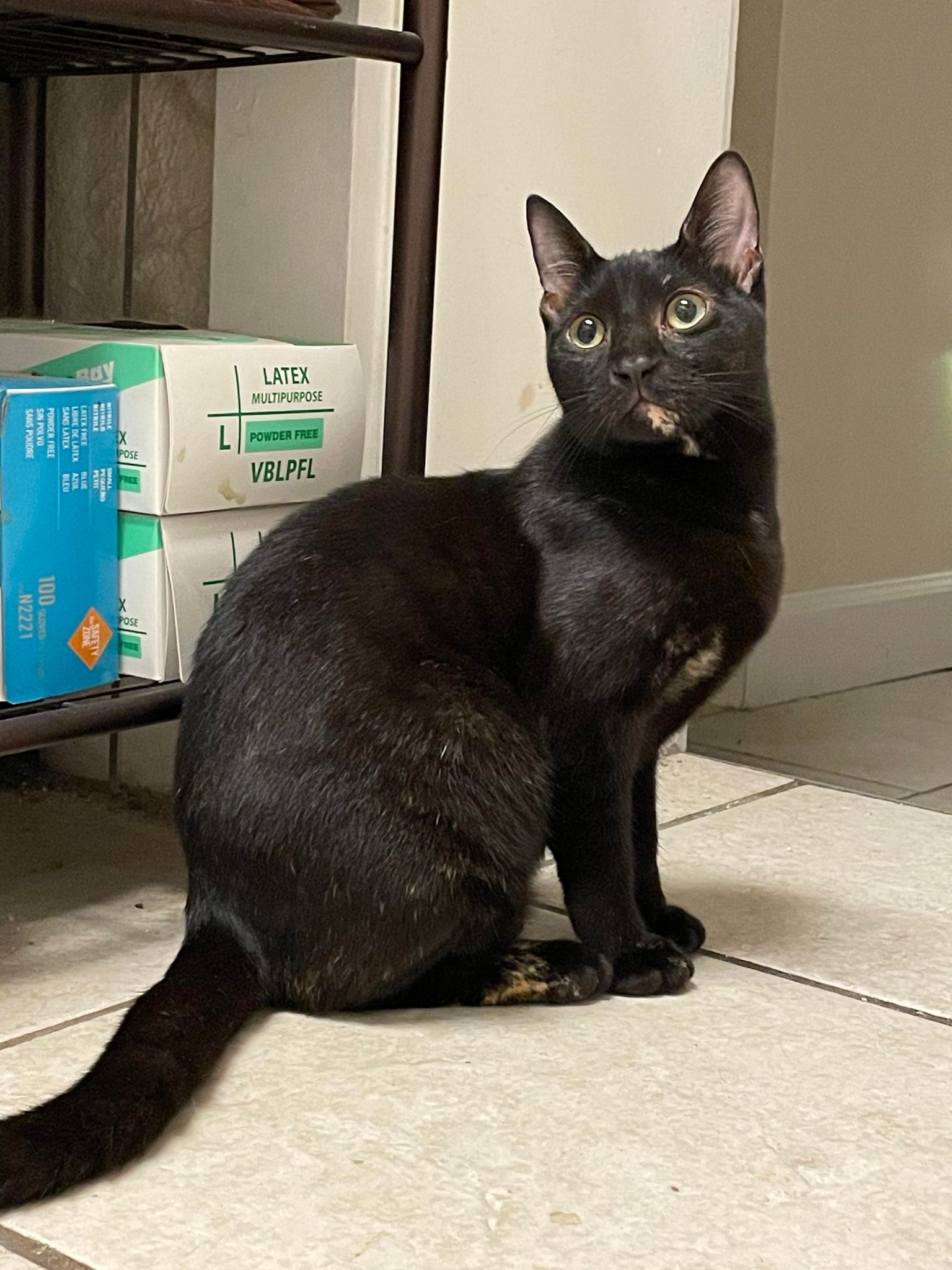 Enlarge Firefly, a Adoptable Domestic Short Hair in Orlando, FL image 5/12