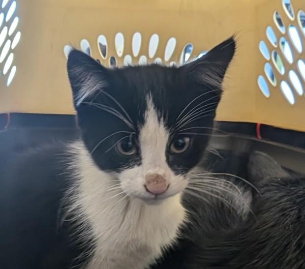 Amelia, Adoptable, Kitten Female Domestic Short Hair.