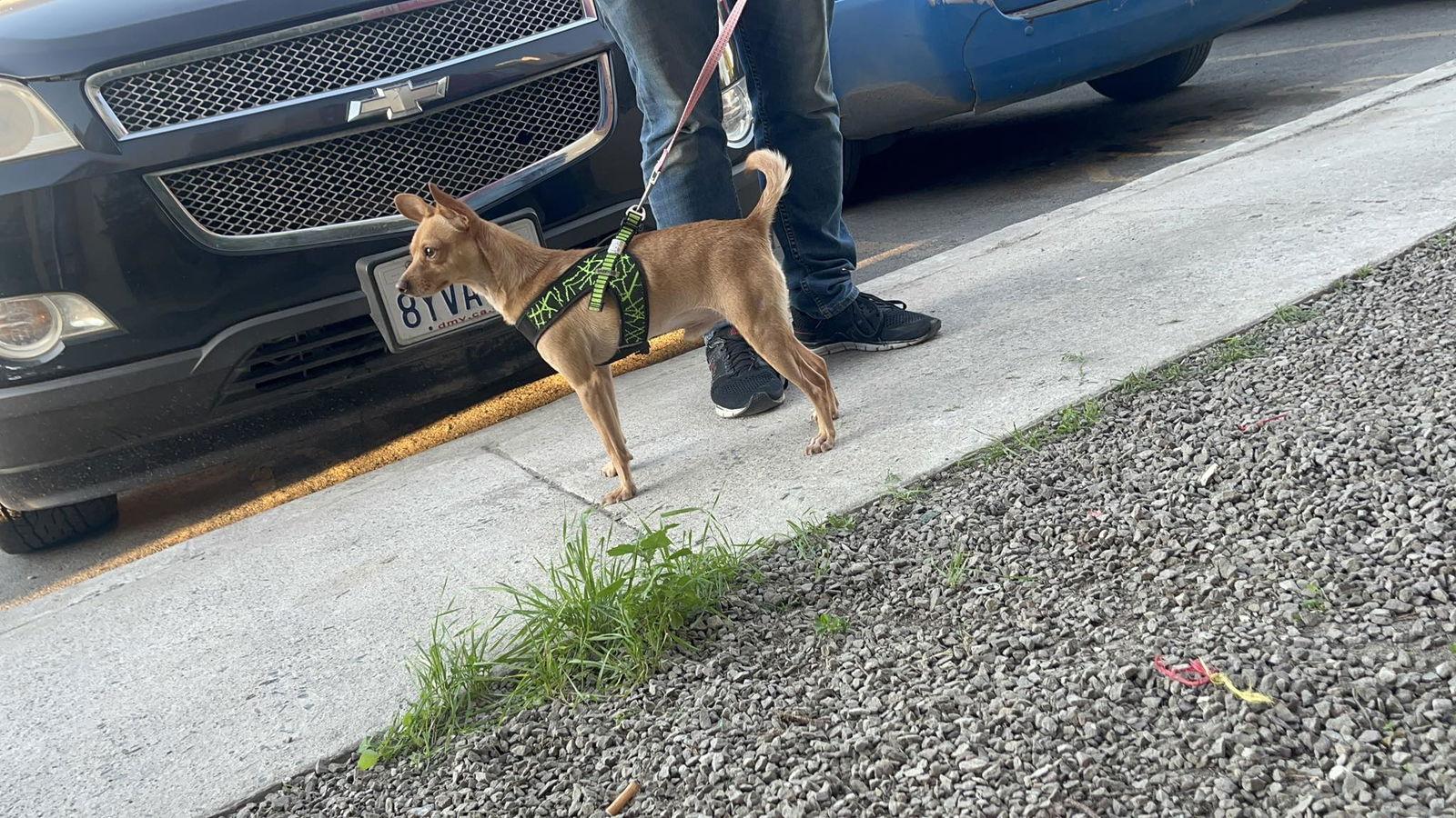 Tex, Adoptable, Adult Male Chihuahua.