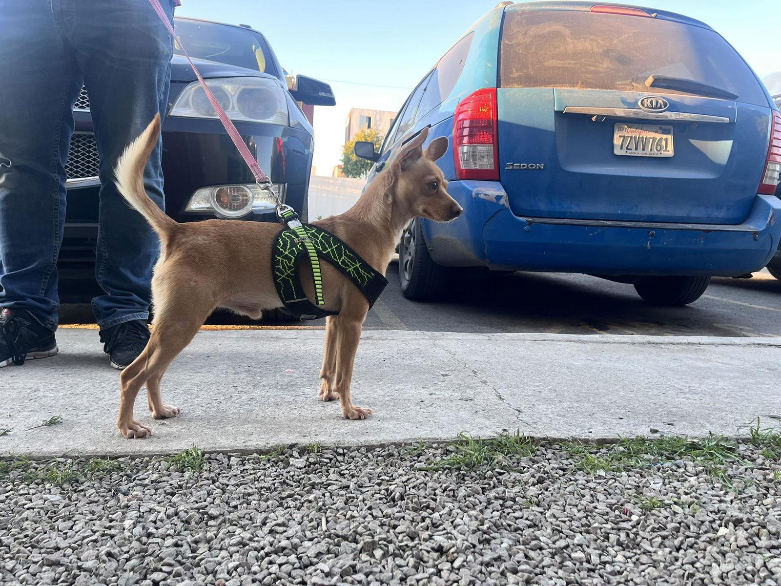 Enlarge Tex, a Adoptable Chihuahua in Escondido, CA image 3/3