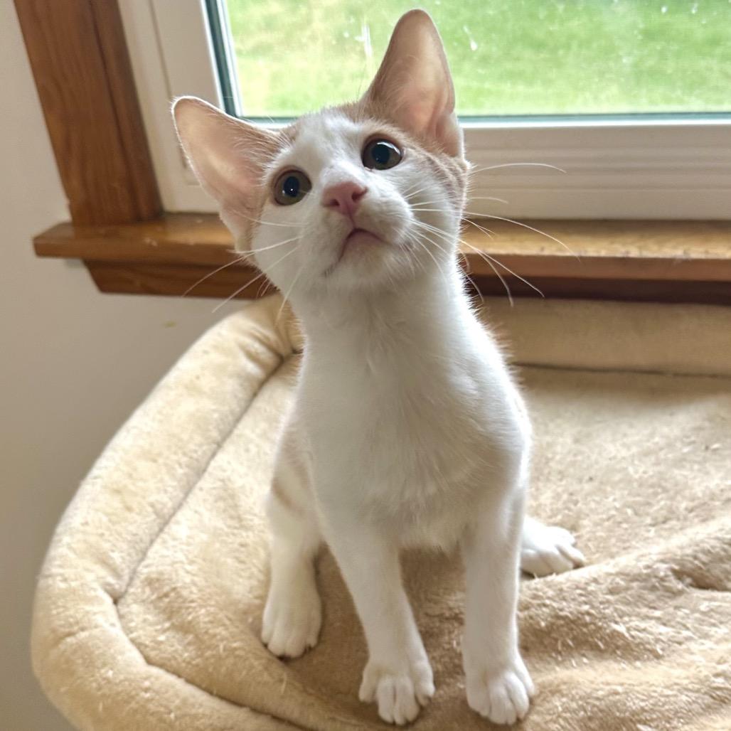 Cypress Gateway Arch_3, Adoptable, Young Male Domestic Short Hair.