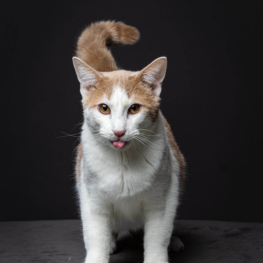 Enlarge Cypress Gateway Arch_3, a Adoptable Domestic Short Hair in Columbia, MO image 3/3