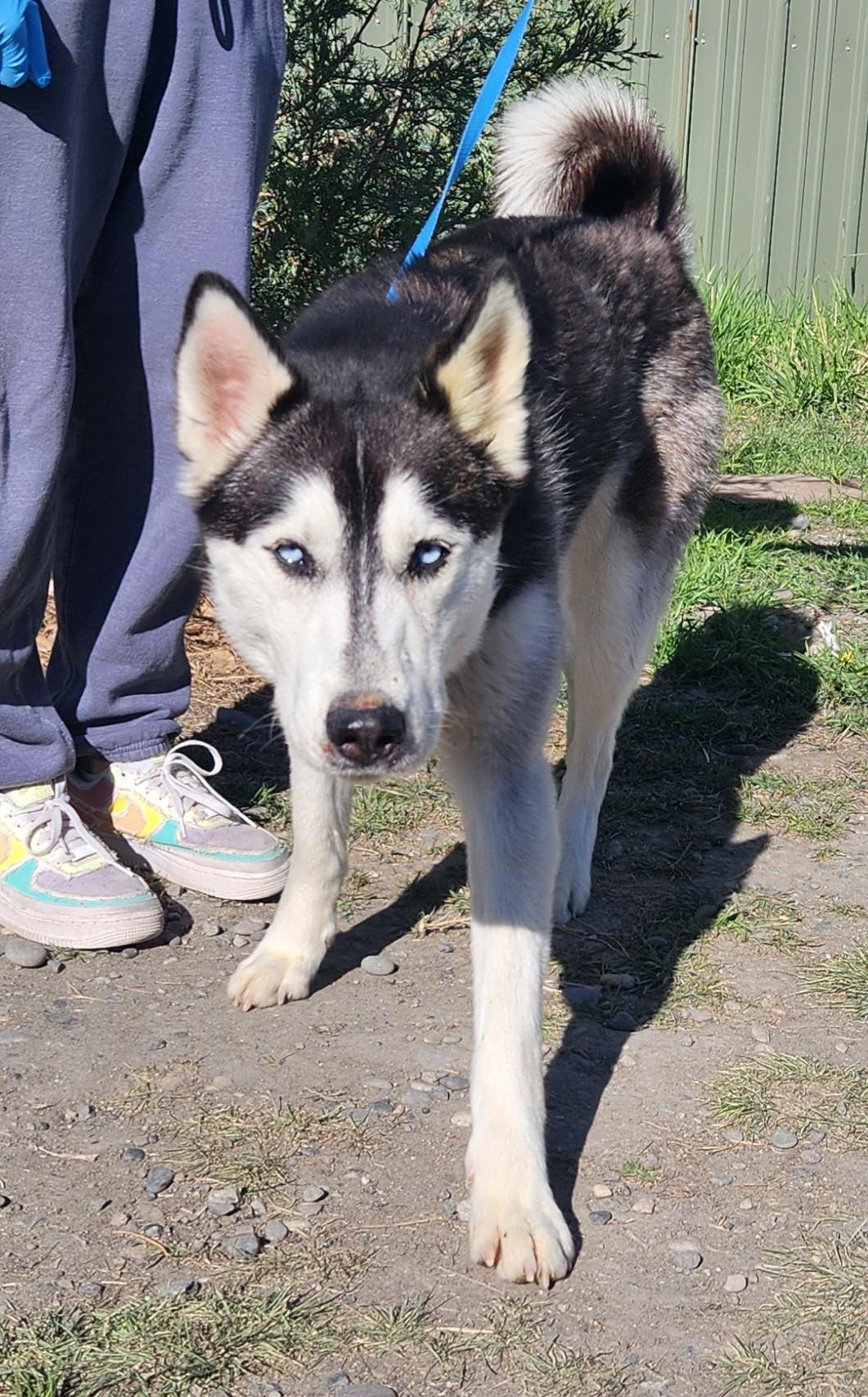 Lovey, ADOPTABLE, Adult Female Siberian Husky.