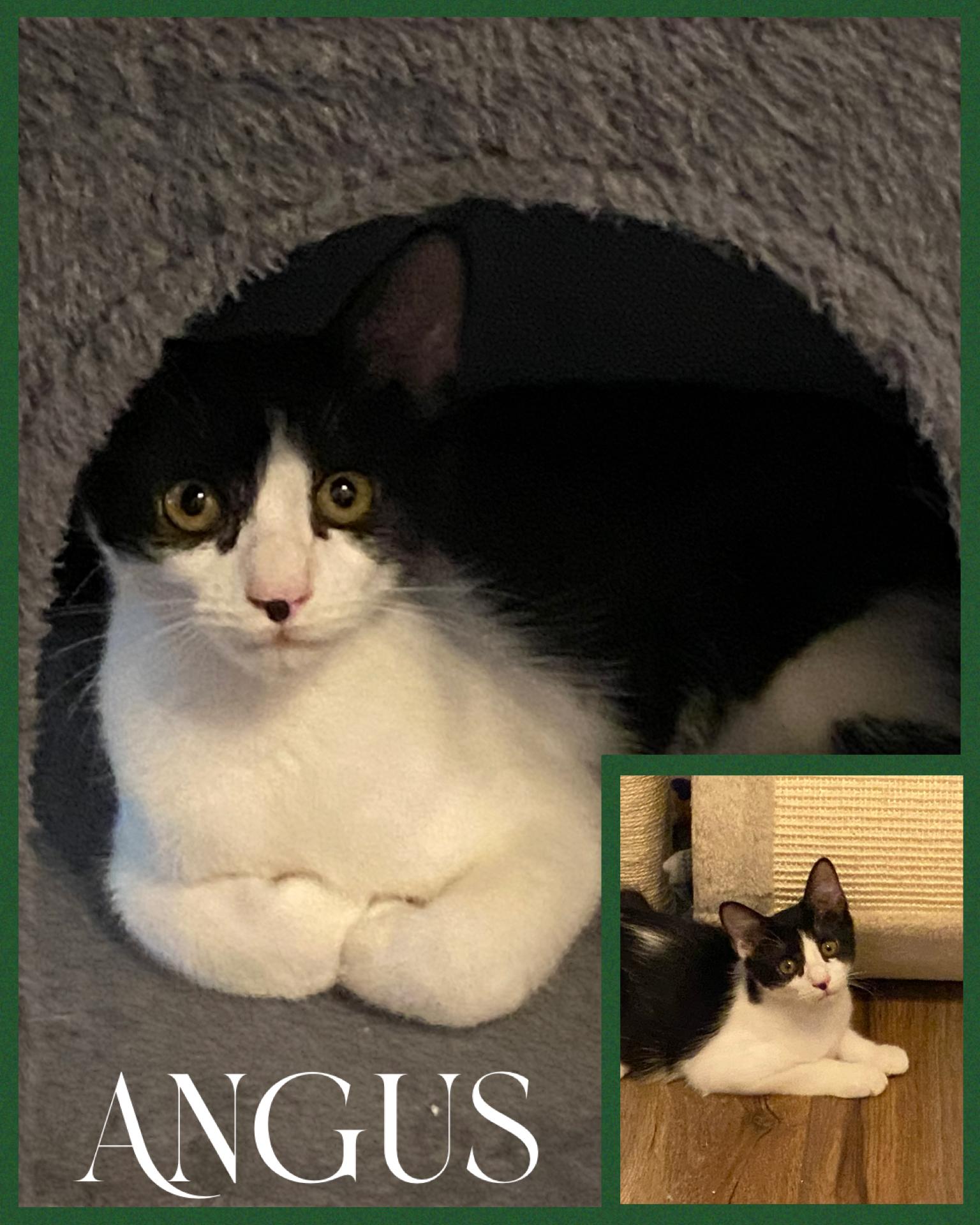 Enlarge Angus, a Adoptable mixed breed in Fort Worth, TX image 1/1