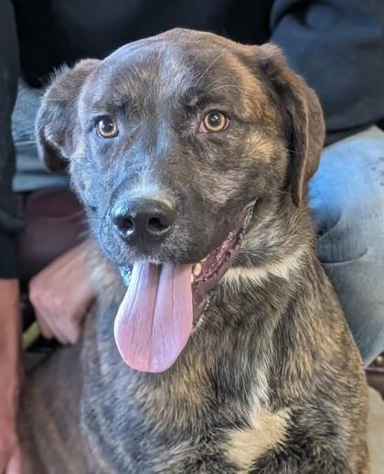 Enlarge Kevin, a Adoptable mixed breed in La Harpe, KS image 1/3