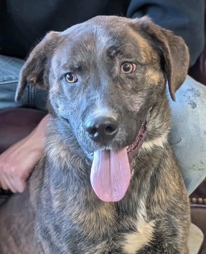 Enlarge Kevin, a Adoptable mixed breed in La Harpe, KS image 2/3
