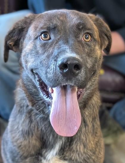 Enlarge Kevin, a Adoptable mixed breed in La Harpe, KS image 3/3