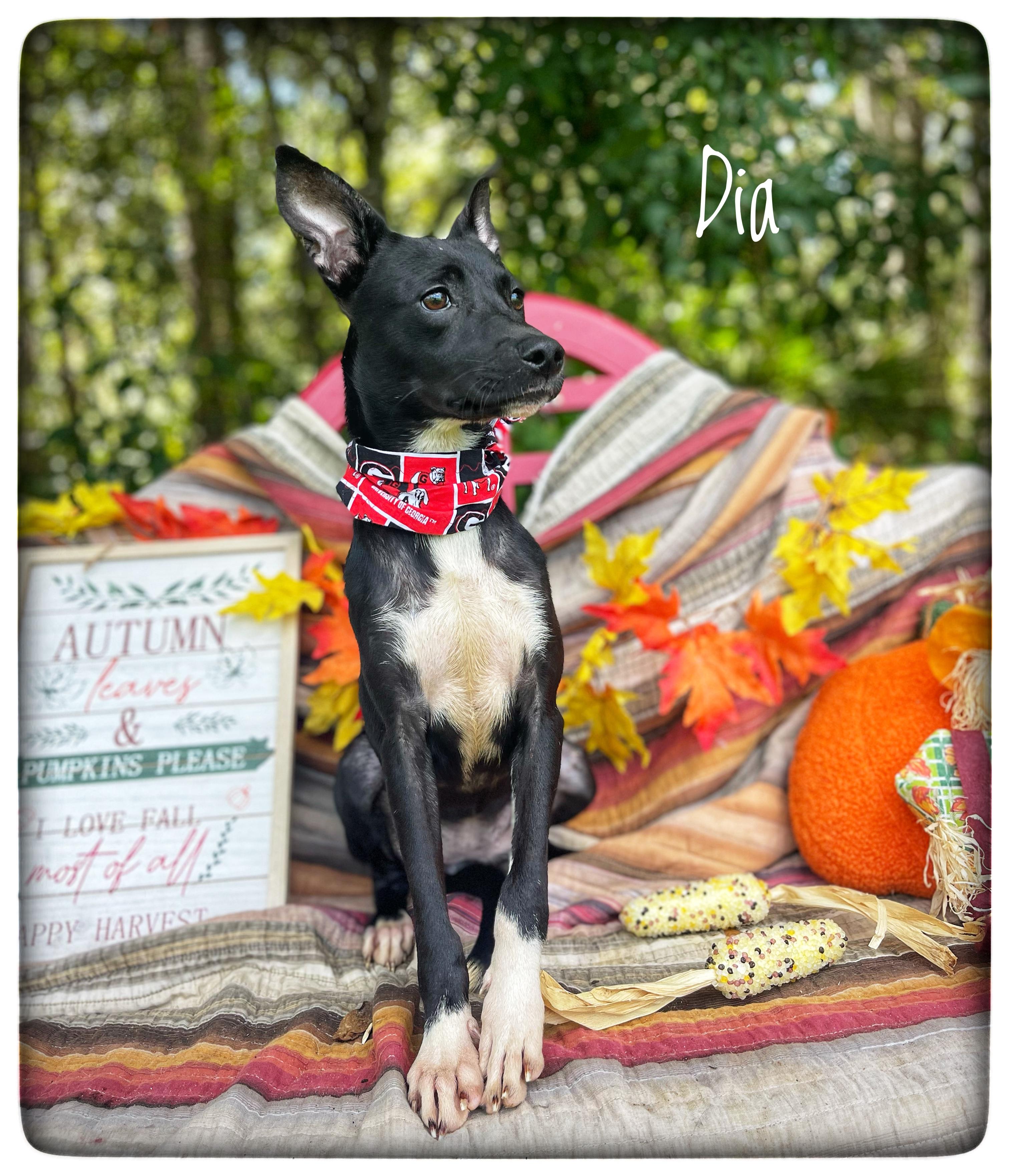 Enlarge Dia, a Adopted mixed breed in Sebring, FL image 1/6