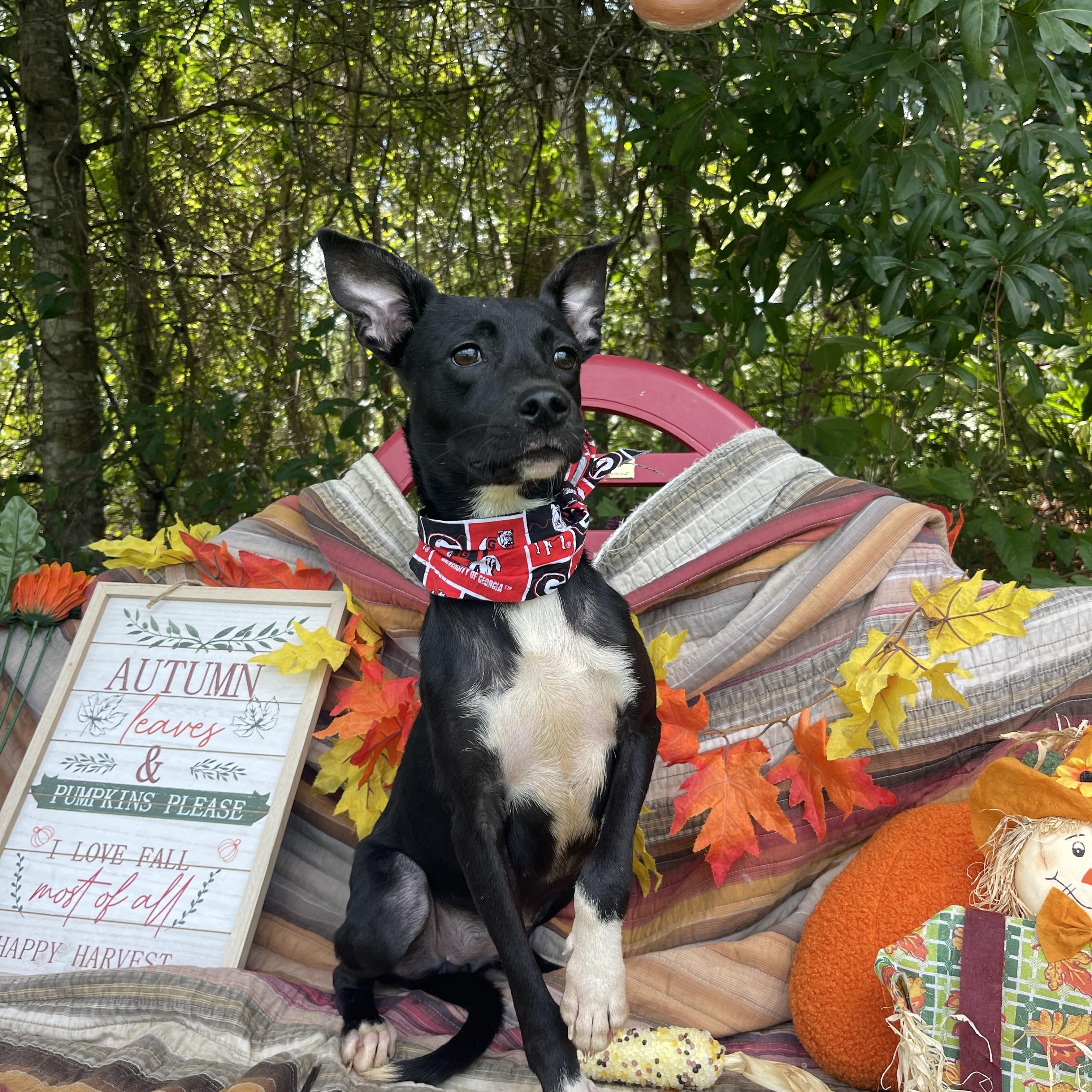 Enlarge Dia, a Adopted mixed breed in Sebring, FL image 2/6