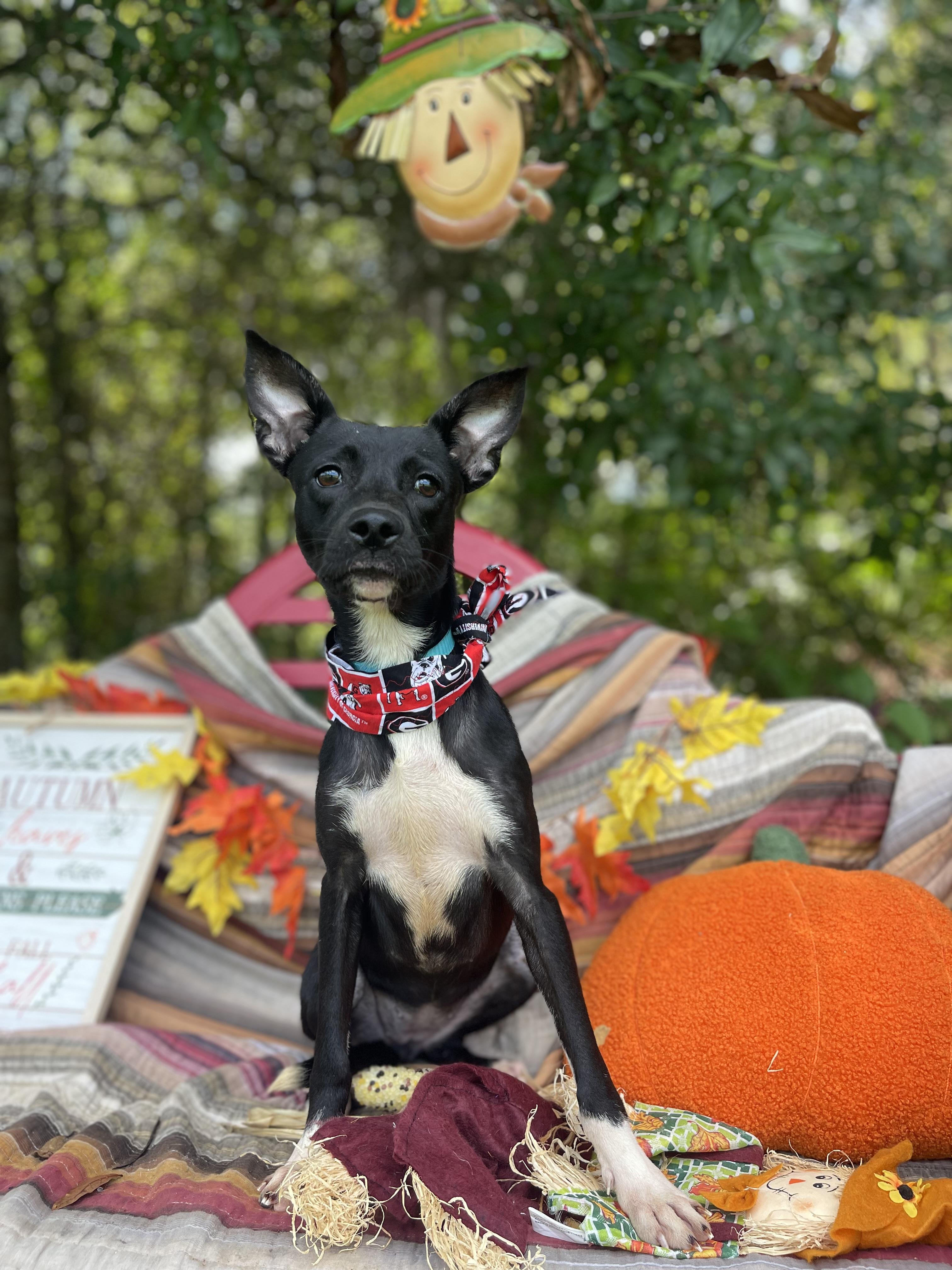 Enlarge Dia, a Adopted mixed breed in Sebring, FL image 6/6
