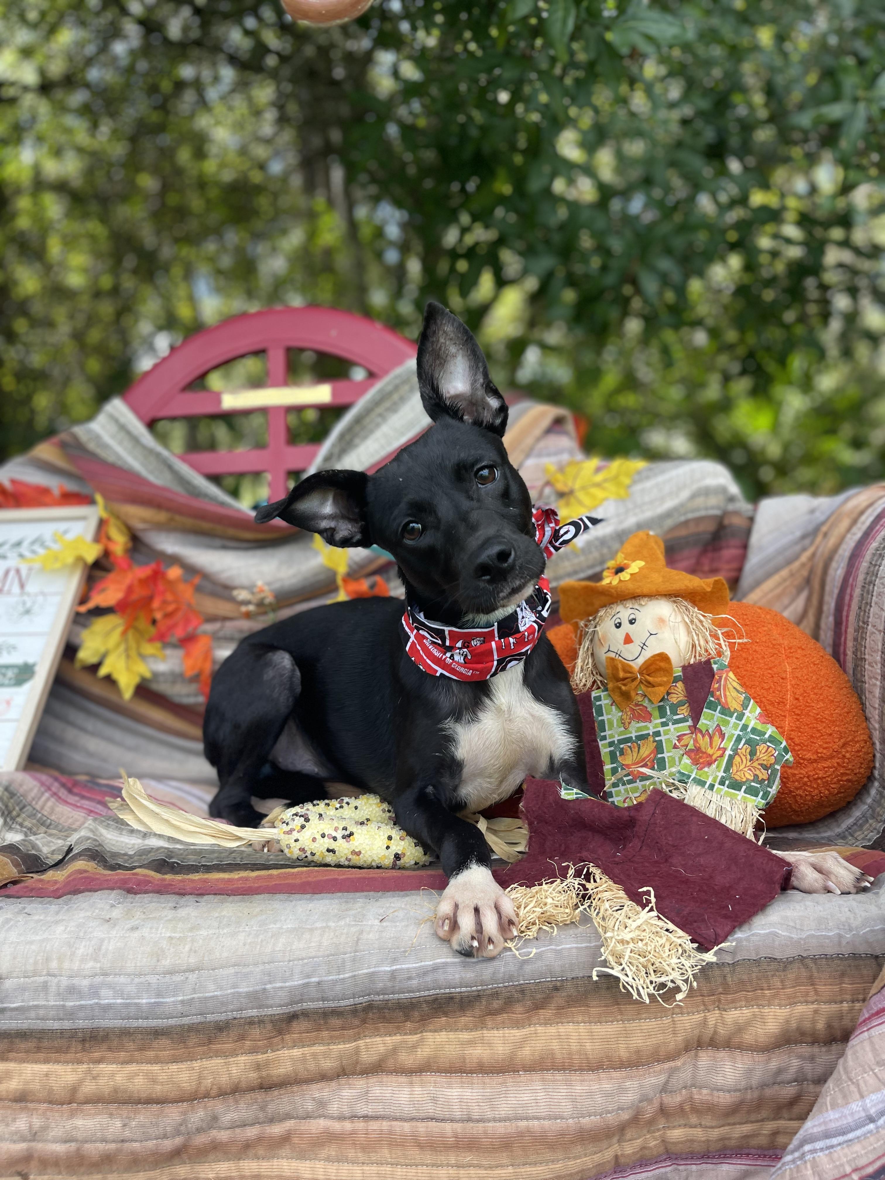 Enlarge Dia, a Adopted mixed breed in Sebring, FL image 4/6