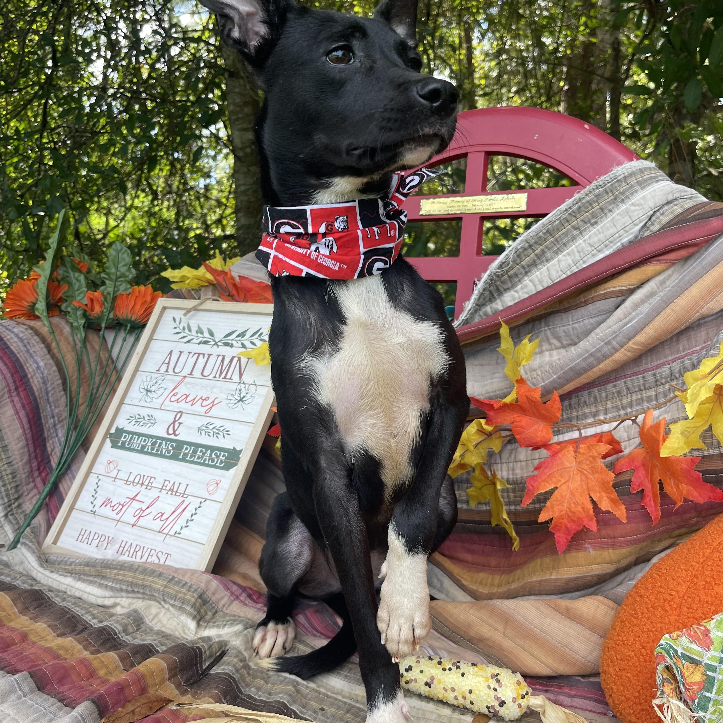 Enlarge Dia, a Adopted mixed breed in Sebring, FL image 3/6