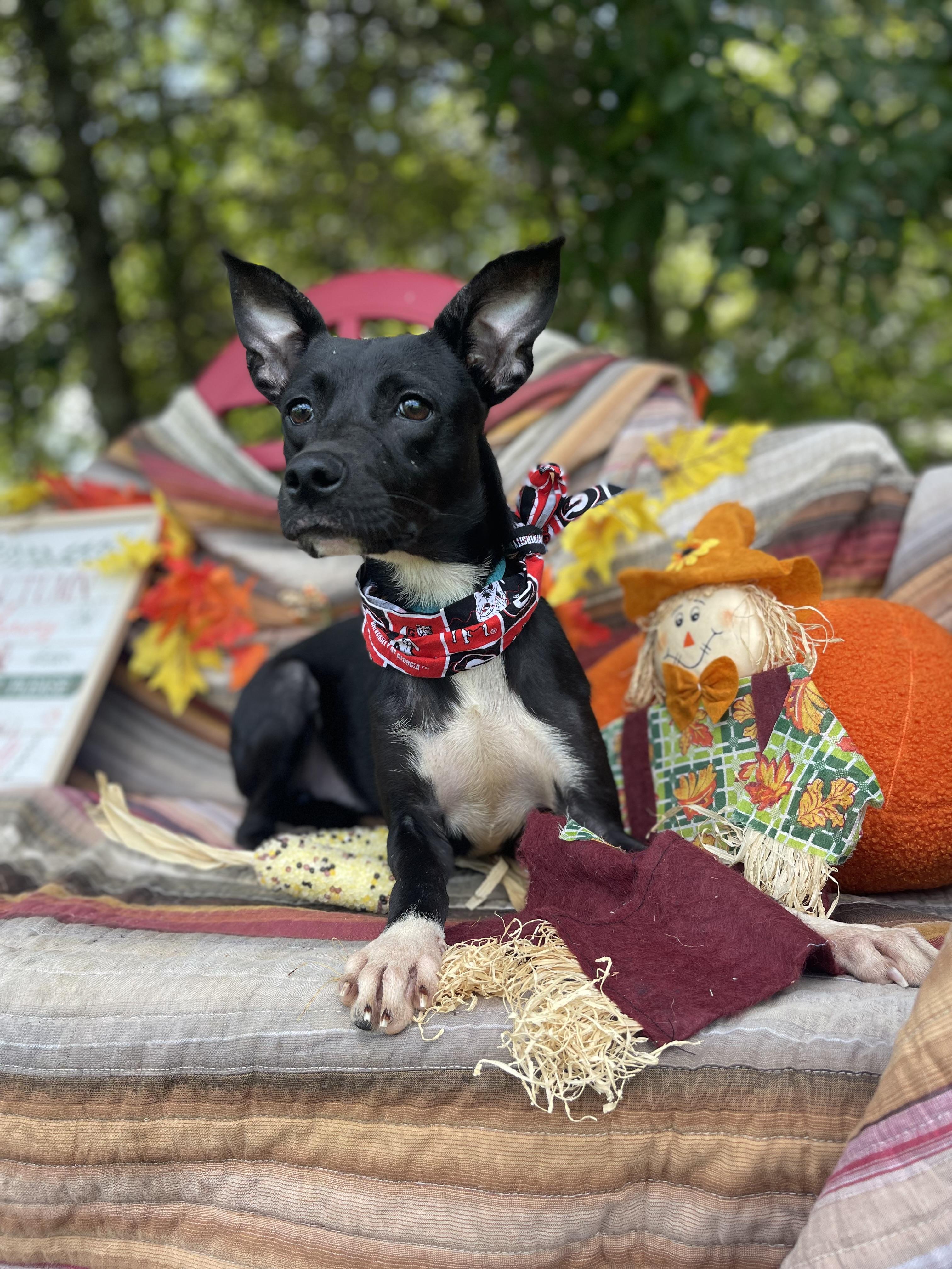 Enlarge Dia, a Adopted mixed breed in Sebring, FL image 5/6