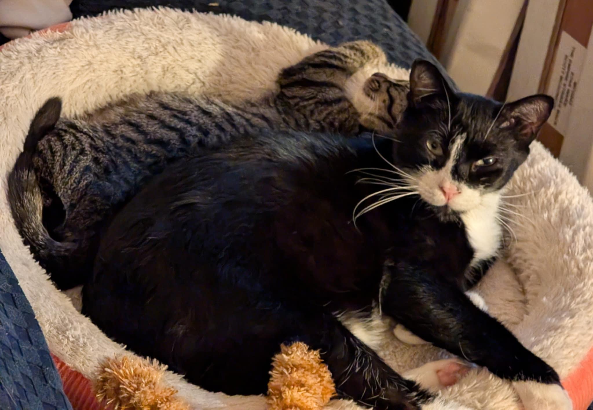 Pudding Pop, a Adoptable Domestic Short Hair in Westville, NJ image 3/4