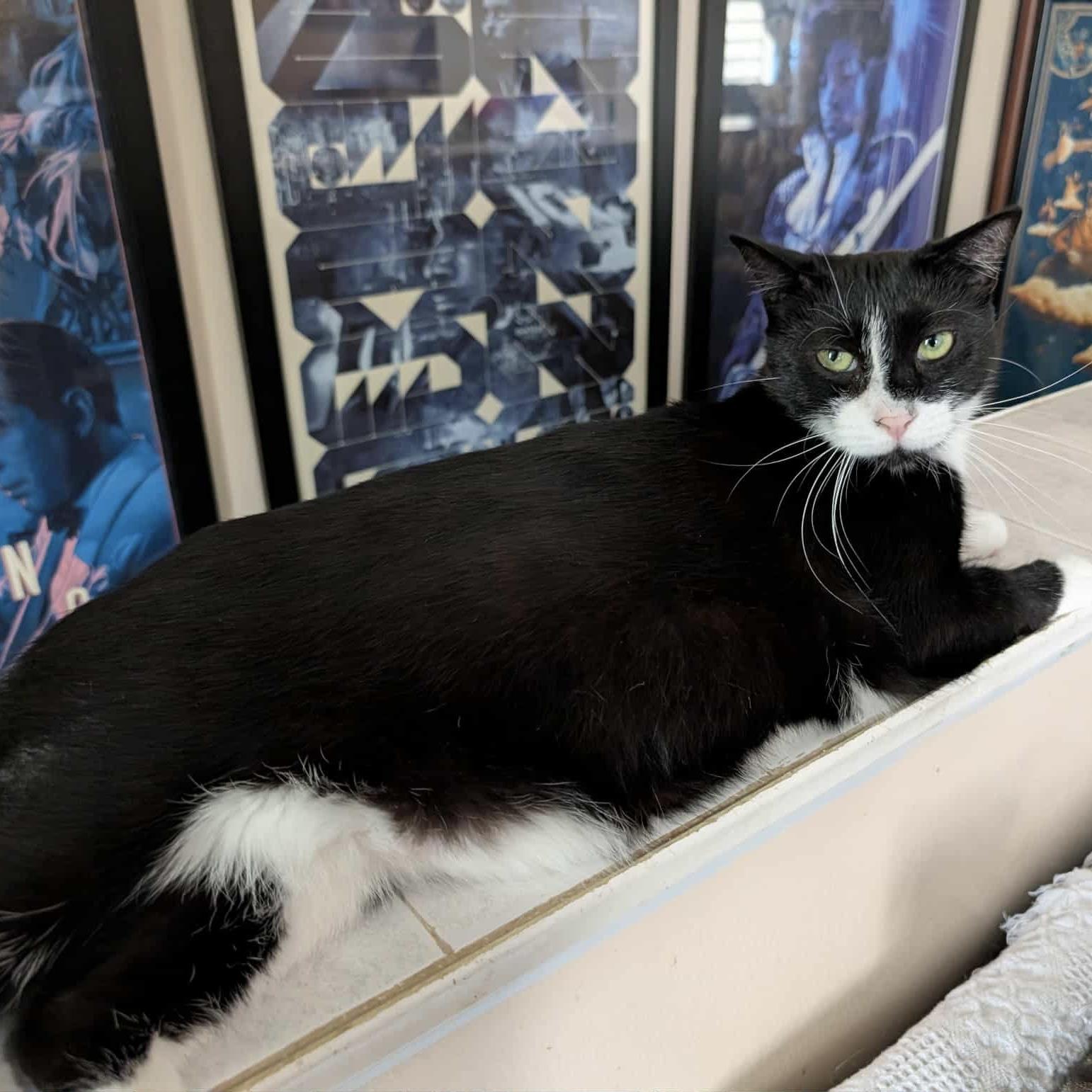 Pudding Pop, a Adoptable Domestic Short Hair in Westville, NJ image 1/4