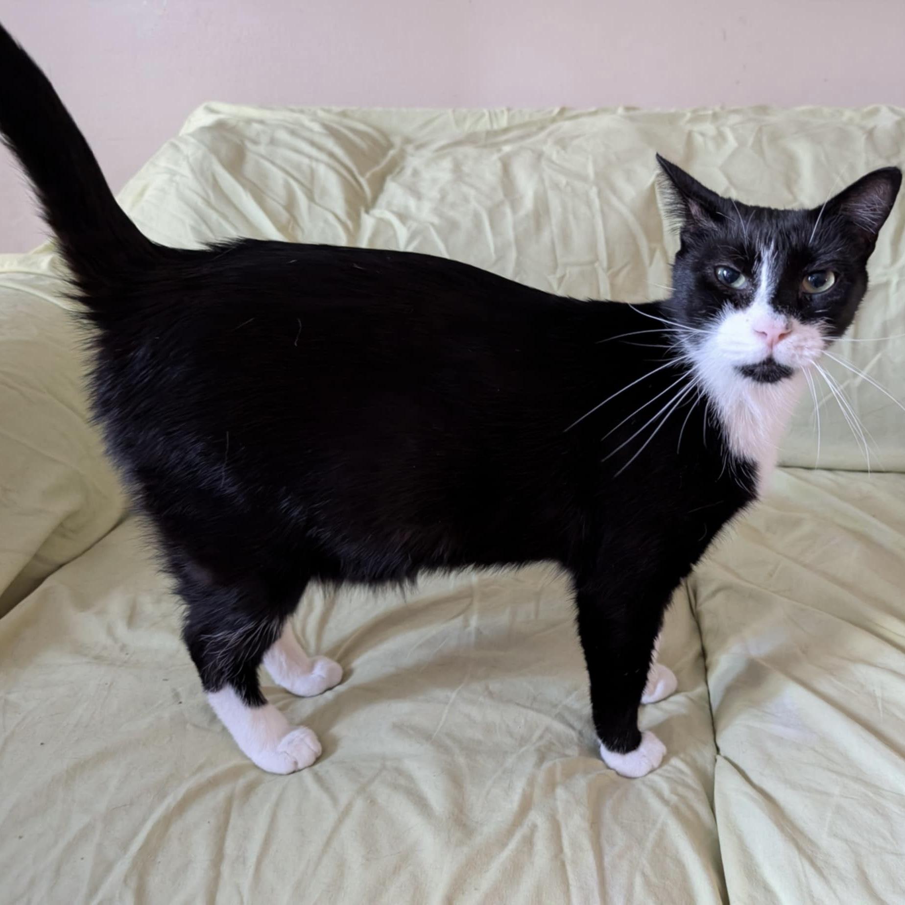 Pudding Pop, a Adoptable Domestic Short Hair in Westville, NJ image 4/4