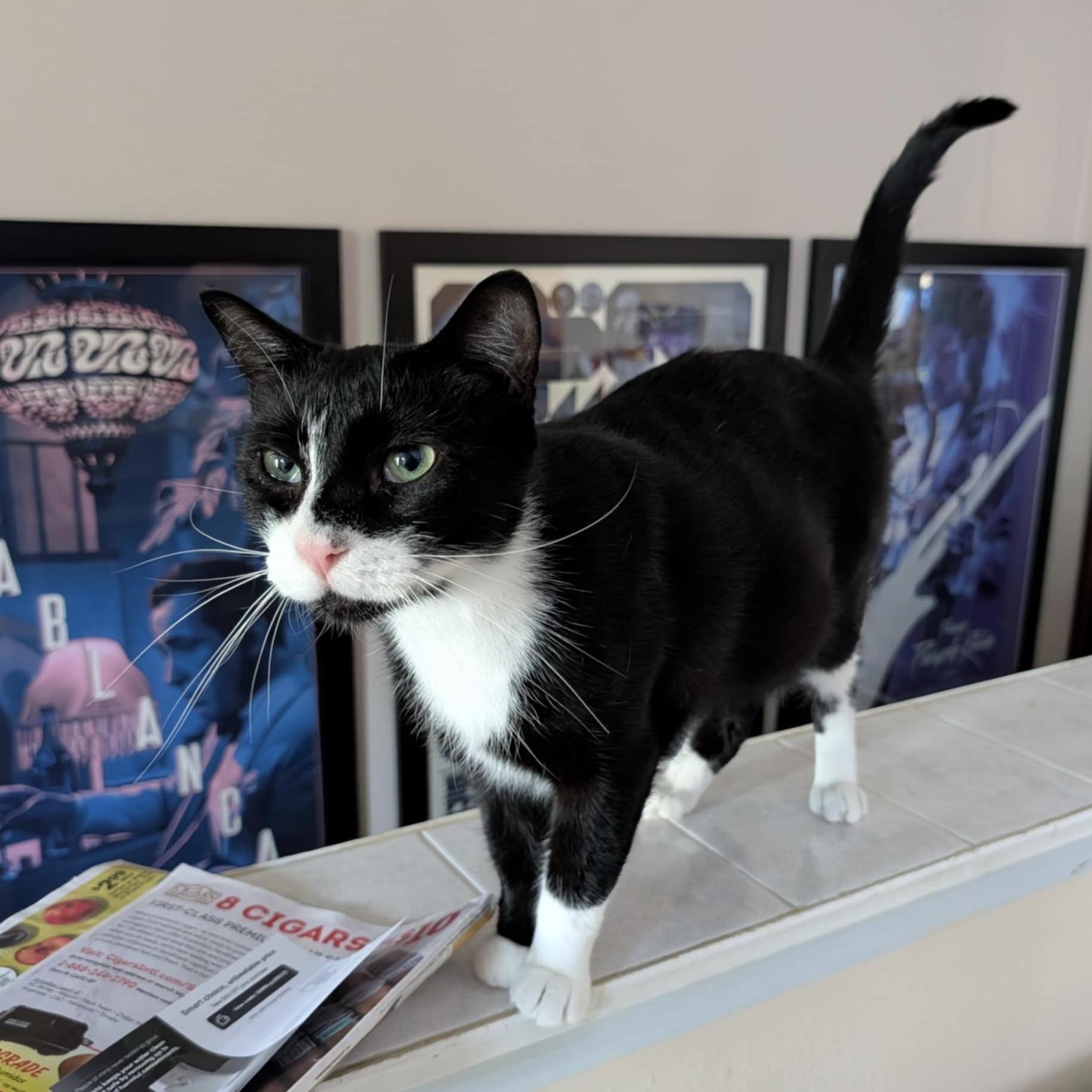 Pudding Pop, a Adoptable Domestic Short Hair in Westville, NJ image 2/4