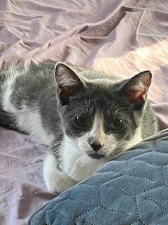 Mars, a Adoptable Domestic Short Hair in Grand Rapids, MI image 1/5