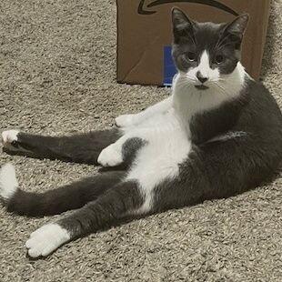 Mars, a Adoptable Domestic Short Hair in Grand Rapids, MI image 2/5