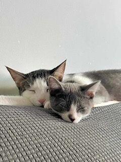 Mars, a Adoptable Domestic Short Hair in Grand Rapids, MI image 4/5