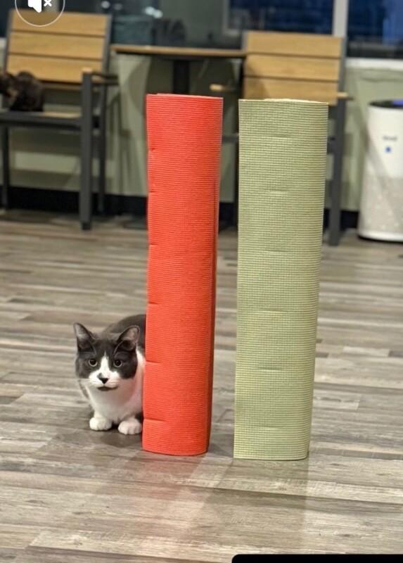 Mars, a Adoptable Domestic Short Hair in Grand Rapids, MI image 5/5