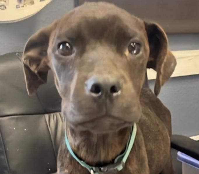 Bethany, Adoptable, Puppy Female Boxer & Labrador Retriever.