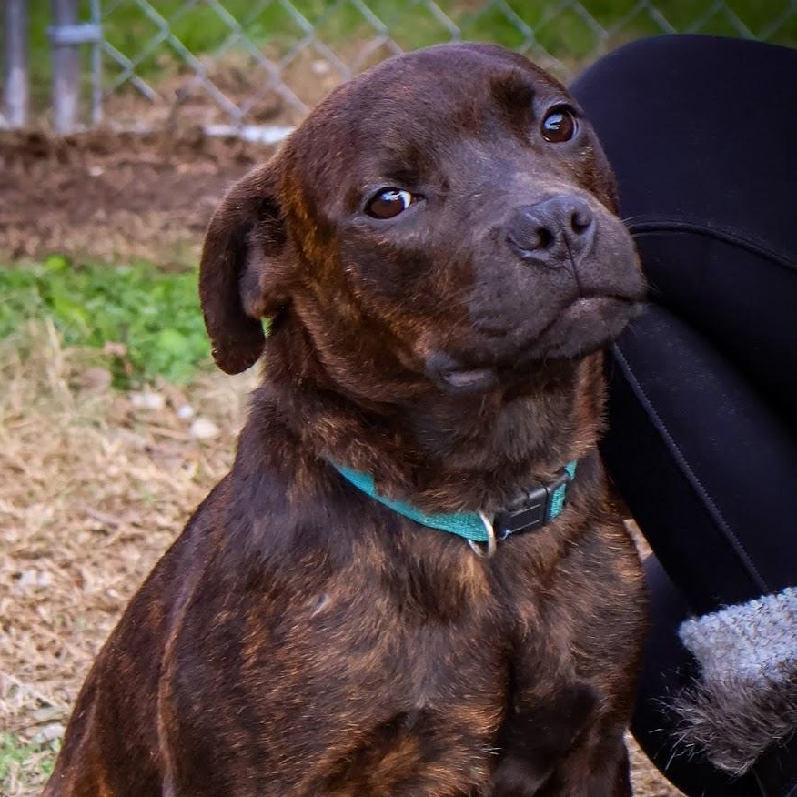 Enlarge Bethany, an adopted mixed breed in Hollister, MO image 2/4