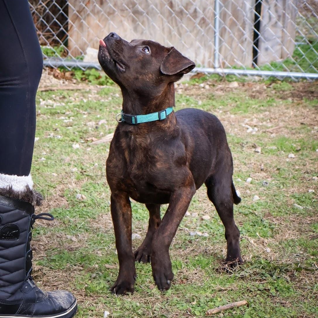 Enlarge Bethany, an adopted mixed breed in Hollister, MO image 3/4